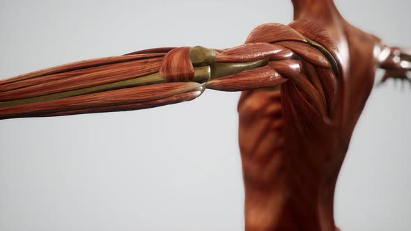 Muscular System of Human Body Animation alt