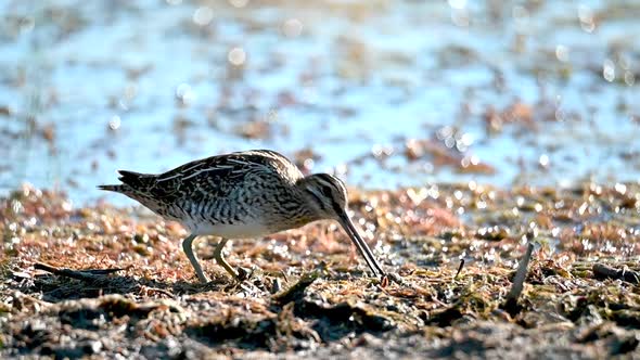 Common Snipe Slow Motiona Close Up