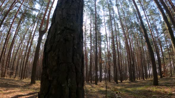 Forest with Pines with High Trunks During the Day