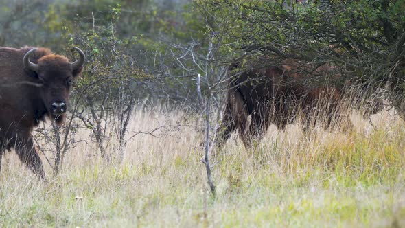 European bison herd walking in single file in a field,bull stops to look,Czechia.