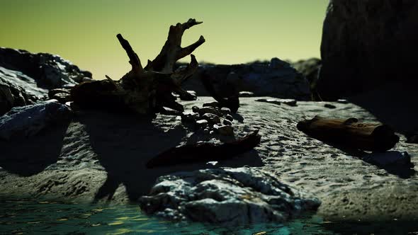 Hyperlapse of Rocky Beach with Dead Trees