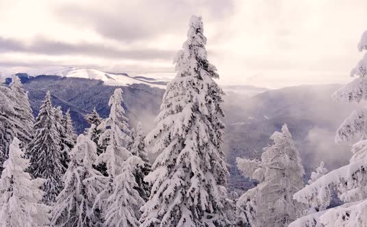 Aerial view: winter forest. Snowy tree branch in a view of the winter forest