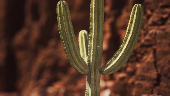 Cactus in the Arizona Desert Near Red Rock Stones