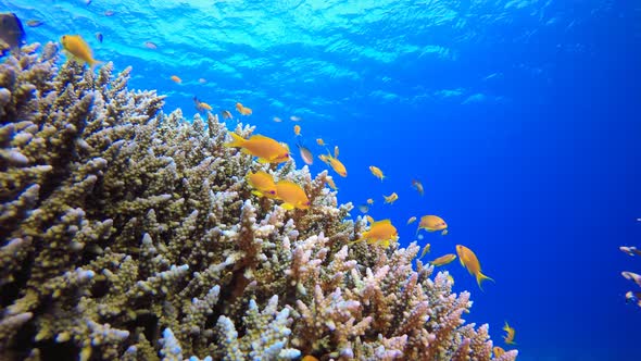 Tropical Coral Underwater Garden Life