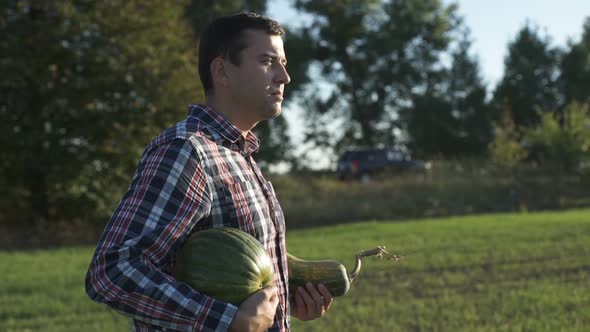 Working Process of Harvesting Pumpkins on the Eco Farm at Sunset