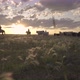 Ranchers Herding Cattle at Sunset - VideoHive Item for Sale