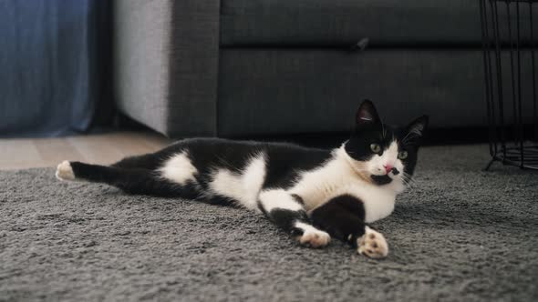 Cat Lies on the Carpet in the Living Room