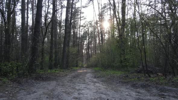 Road in the Forest During the Day Slow Motion