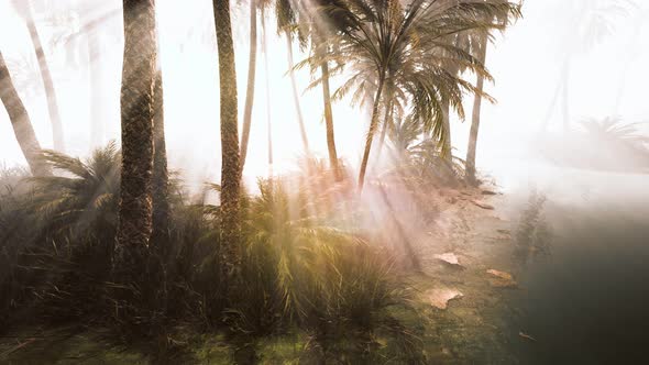 Coconut Palms in Deep Morning Fog