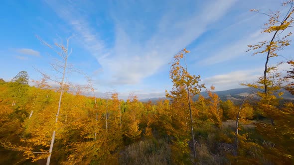 Aerial View of a Bright Autumn Forest on the Slopes of the Mountains at Sunrise