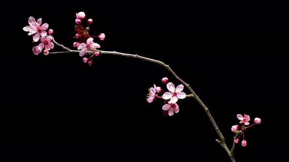 Time Lapse Branch with Flowers