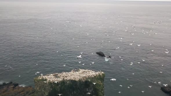 Seabirds Nest on the Cliffs of Faroe Islands