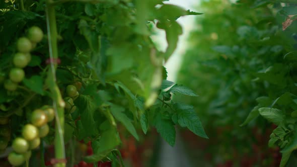 Ripe Tomato Harvest Growing in Greenhouse