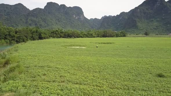 Bird Eye Flight Person in Conical Hat Works on Peanut Field