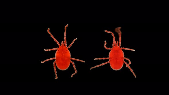 Red Mite Under the Microscope