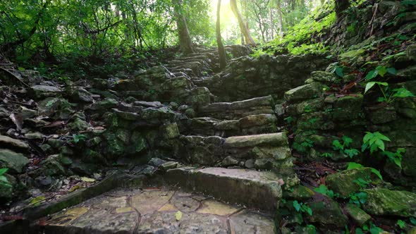 Old Stone Steps in the Jungle in Palenque Mayan Ruins