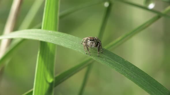 Jumping Spider On A Blade Of Grass