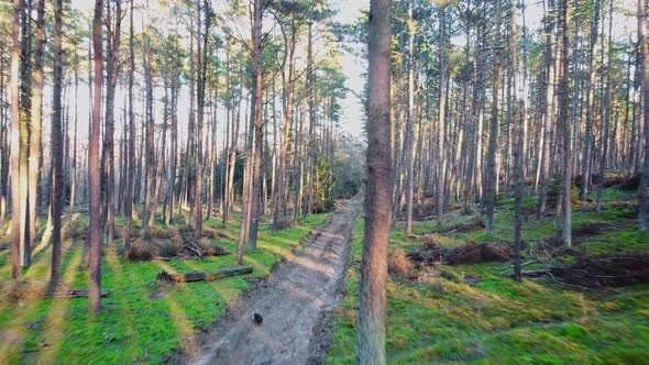 Forest drone sunset. Beauty evening shine. Natural sunny day. Season landscape