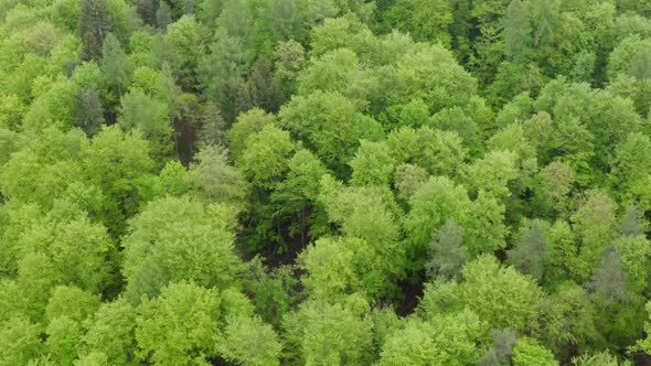 Aerial view of beech forest, Steigerwald, Franconia, Bavaria, Germany