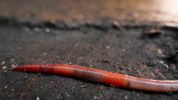 A Large Red Earthworm Crawls Closeup