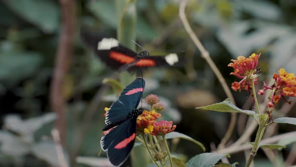 Postman Butterflies In Their Natural Habitat - close up