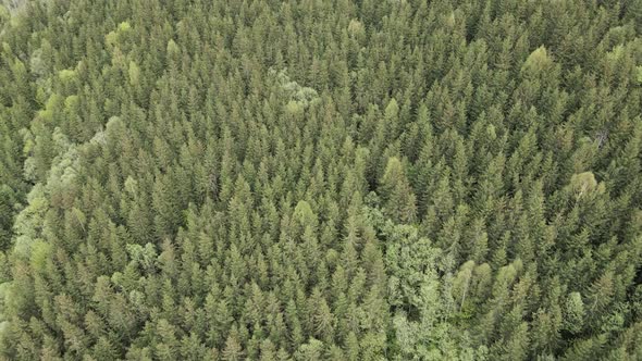 Ukraine, Carpathians: Forest Landscape. Aerial View