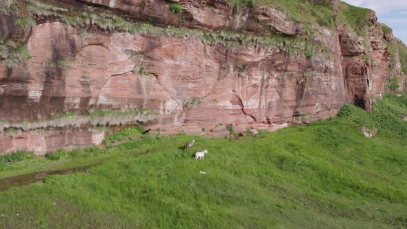 WIld Horses Roaming Grasslands Below a Steep Mountain