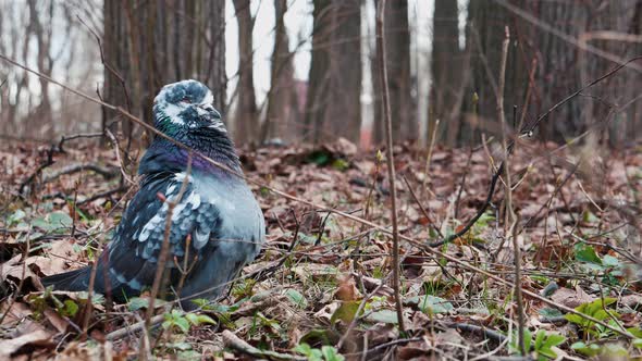 Pigeon Sits Still on the Ground Puffing Up Chest Turning Head and Blinking