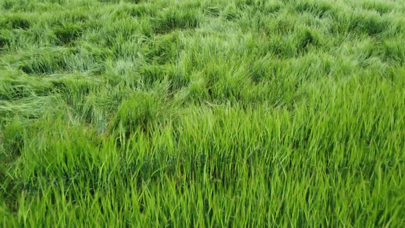 Broken Stalks of Green Barley