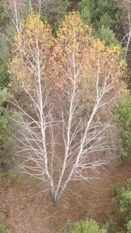 Vertical Video of Trees in the Forest Slow Motion