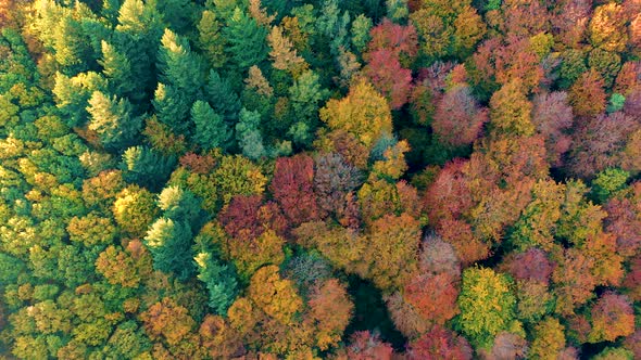 Gorgeous autumn trees from above, with the colorful autumn color forest, Aerial footage