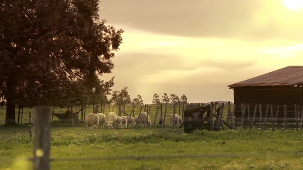 Flock of Sheep at Sunset with Farm Houses in the Background.