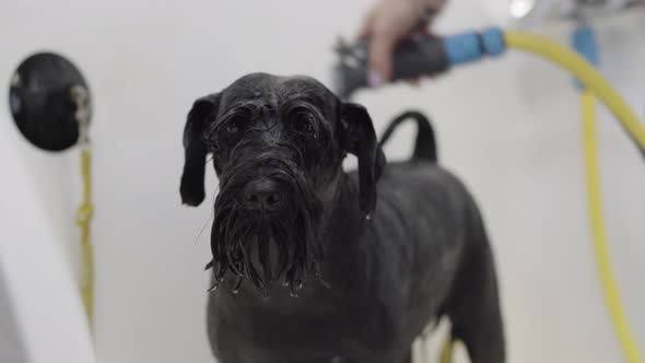 Adorable Dog in the Bathroom. Washing Dog. The Girl Bathes the Cute Pet in the Bathroom. Portrait of