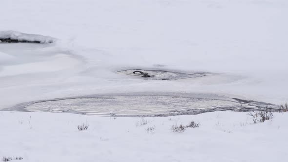 winter clip of a river otter diving into a part frozen pond at yellowstone