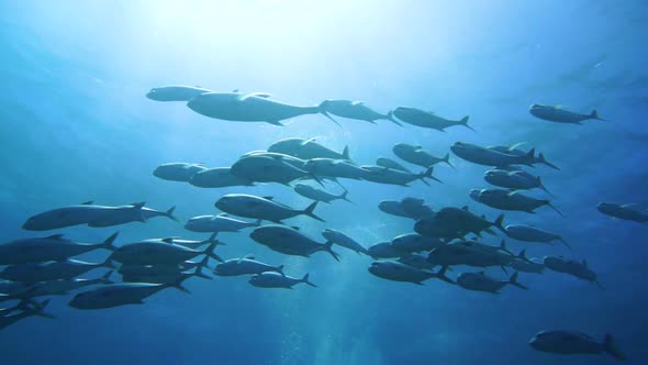 Silhuettes of fish as the sun beams comes down from the water surface