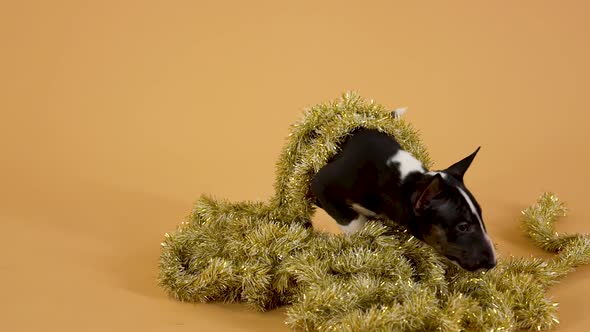 Miniature Bull Terrier Puppy Sniffs Christmas Tinsel with Curiosity