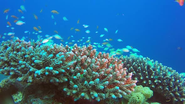 Blue-Green Chromis in Tropical Sea