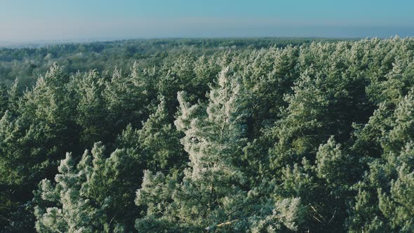 Beautiful Green Snowy White Forest In Winter Frosty Day