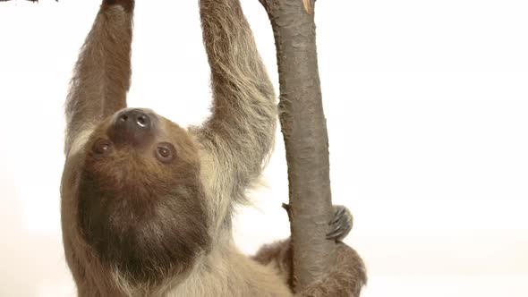 White background sloth with copy space hanging upside down