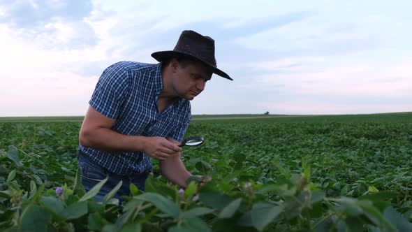 A Researcher From the USA is Checking the Condition of Grown Soybeans