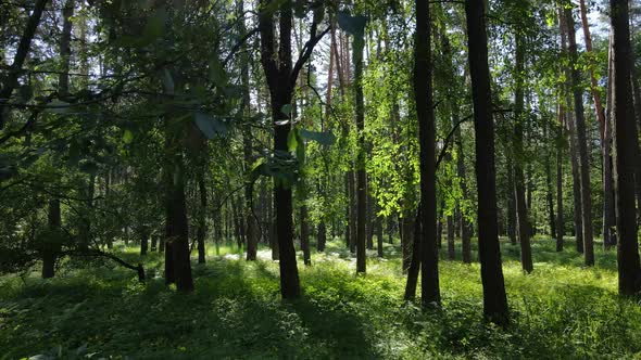 Beautiful Green Forest on a Summer Day Slow Motion