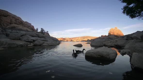 Geese On The Lake