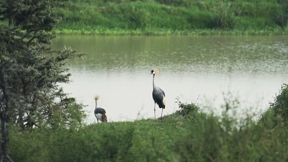 Grey Crowned Cranes Roaming On The Grassy Meadow Near The Lake In Kenya - Slow Motion