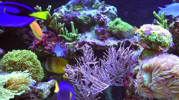 Colorful Marine Aquarium