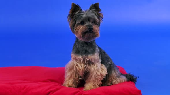 Frontal Portrait of a Cute Yorkshire Terrier in a Studio on a Blue Gradient Background