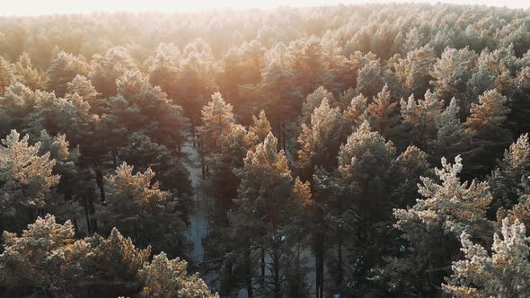 Snowy Winter Forest During Sunset Sun, Aerial Shot. Sunset or Sunrise, Winter Outdoor Nature