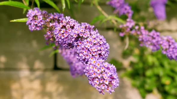 Very Beautiful Violet Flowers