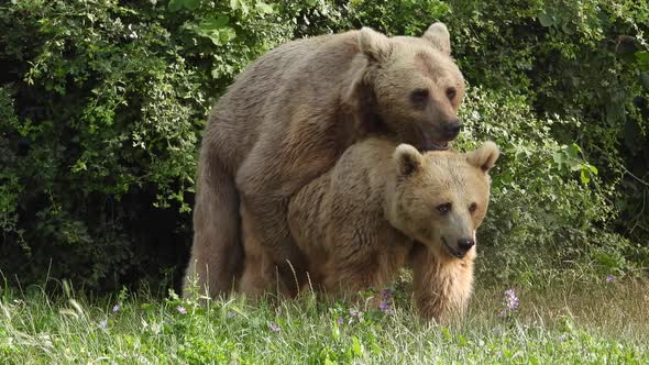 Wild Bears Mating in Natural Habitat Among The Trees In The Forest