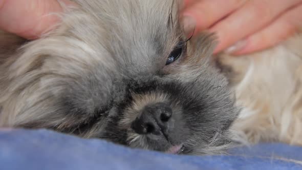 Groomer Pets Scared Shihtzu Puppy and Cuts Brown Grey Fur