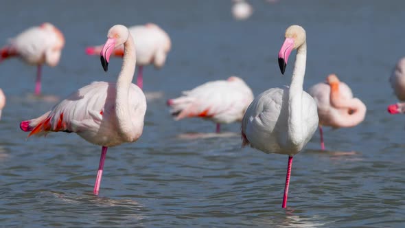 Pink Flamingos in the Lake Wild Greater Flamingo in the Salt Water Nature Birds Wildlife Safari Shot